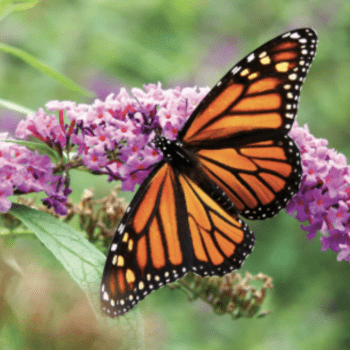 Saving Butterflies with Jaret Daniels